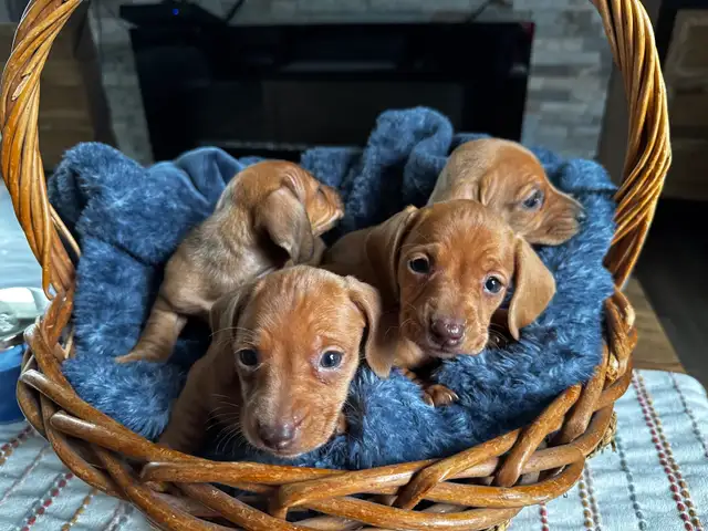 Chiots teckel miniature vacc, verm, micropucé et garantit - Photo 7