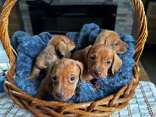Chiots teckel miniature vacc, verm, micropucé et garantit - Photo 7