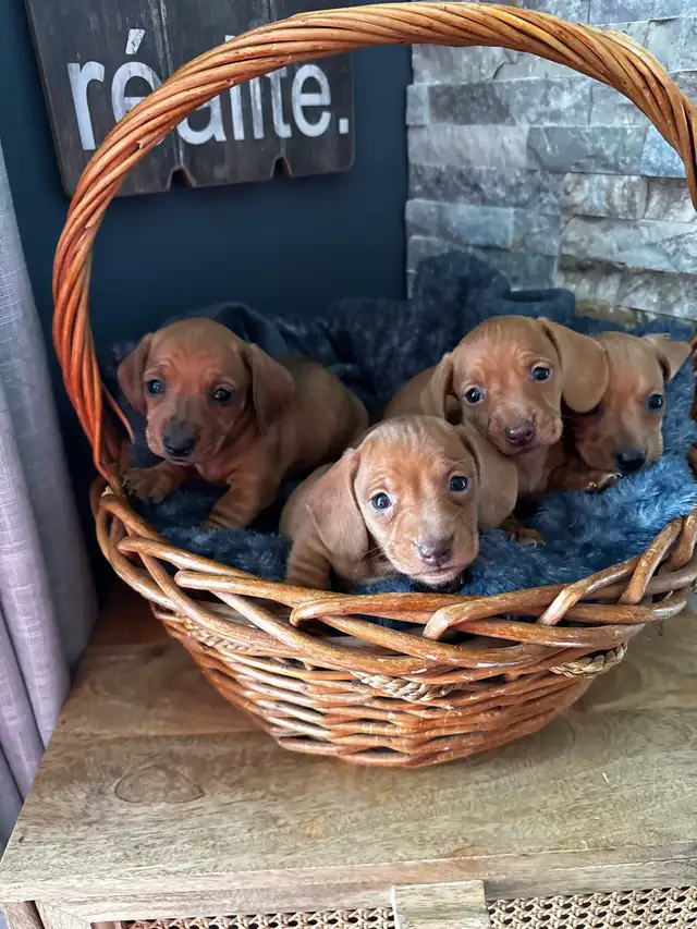 Chiots teckel miniature vacc, verm, micropucé et garantit - Photo 8