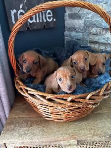 Chiots teckel miniature vacc, verm, micropucé et garantit - Photo 8