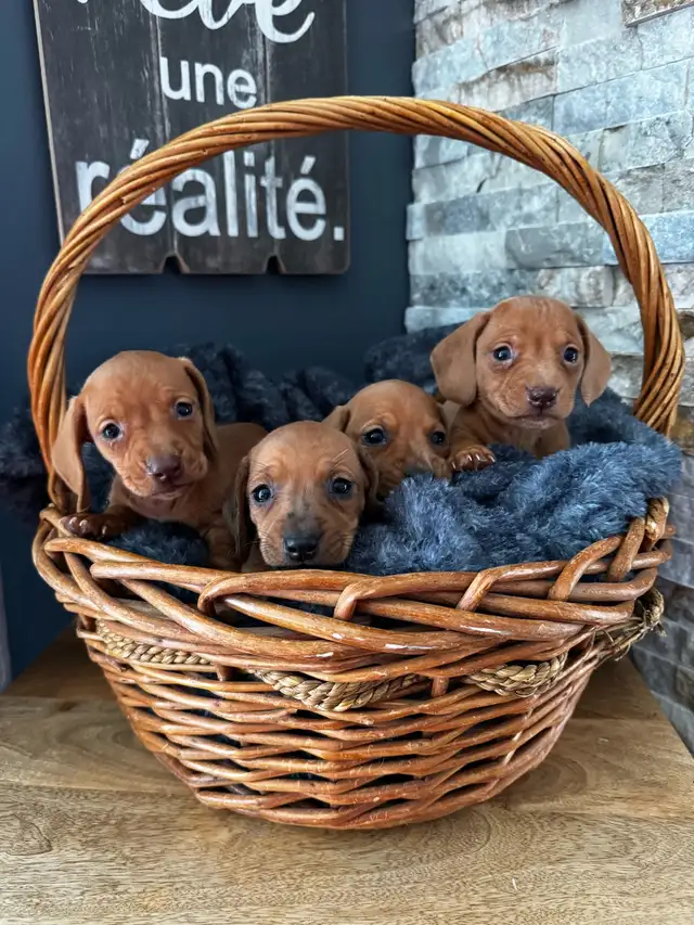 Chiots teckel miniature vacc, verm, micropucé et garantit - Photo 9