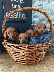 Chiots teckel miniature vacc, verm, micropucé et garantit - Photo 9