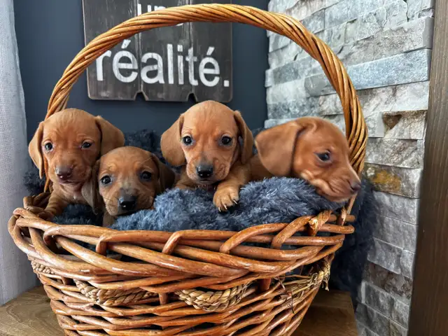 Chiots teckel miniature vacc, verm, micropucé et garantit - Photo 10