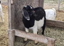boer doe yearlings - Photo 2
