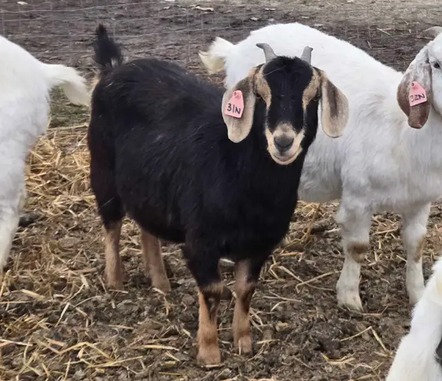 boer doe yearlings - Photo 3