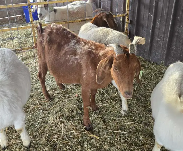 4 year old boer doe