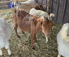 4 year old boer doe