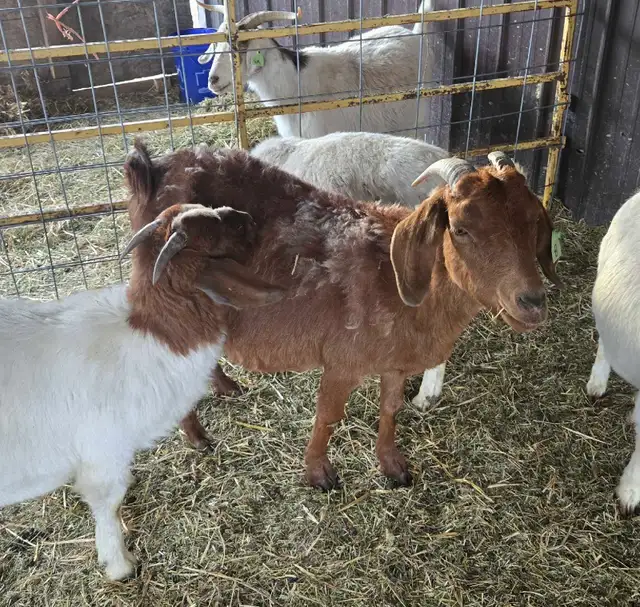 4 year old boer doe - Photo 2