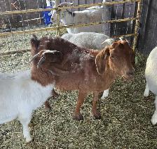 4 year old boer doe - Photo 2