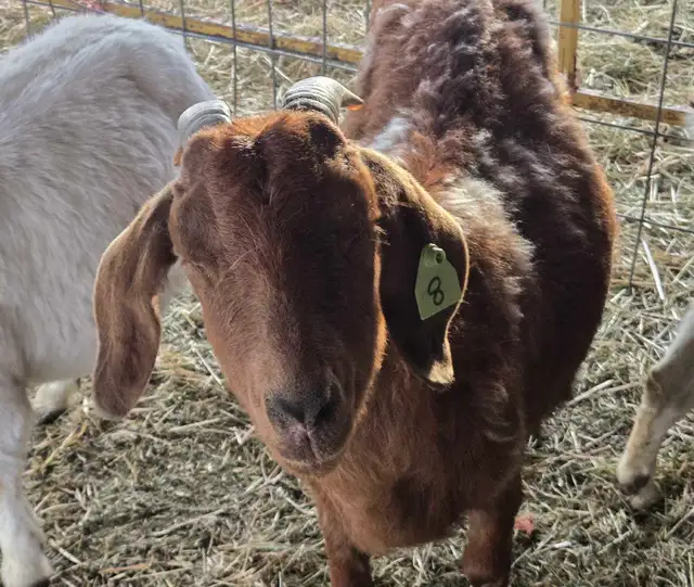 4 year old boer doe - Photo 3