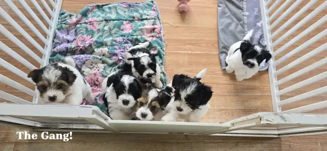 Beautiful Biewer Terrier pups