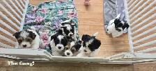 Beautiful Biewer Terrier pups