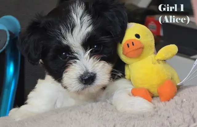 Beautiful Biewer Terrier pups - Photo 2