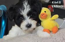 Beautiful Biewer Terrier pups - Photo 2