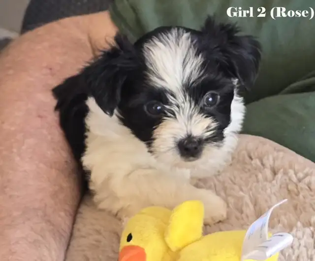 Beautiful Biewer Terrier pups - Photo 3