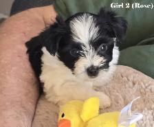 Beautiful Biewer Terrier pups - Photo 3