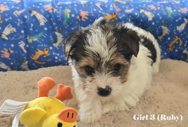 Beautiful Biewer Terrier pups - Photo 4