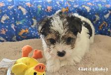 Beautiful Biewer Terrier pups - Photo 4