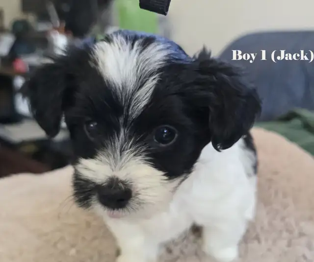 Beautiful Biewer Terrier pups - Photo 5