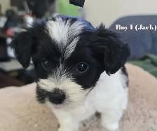 Beautiful Biewer Terrier pups - Photo 5