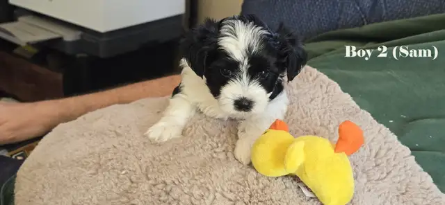 Beautiful Biewer Terrier pups - Photo 6