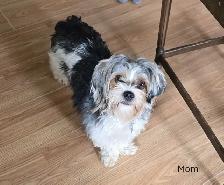 Beautiful Biewer Terrier pups - Photo 7