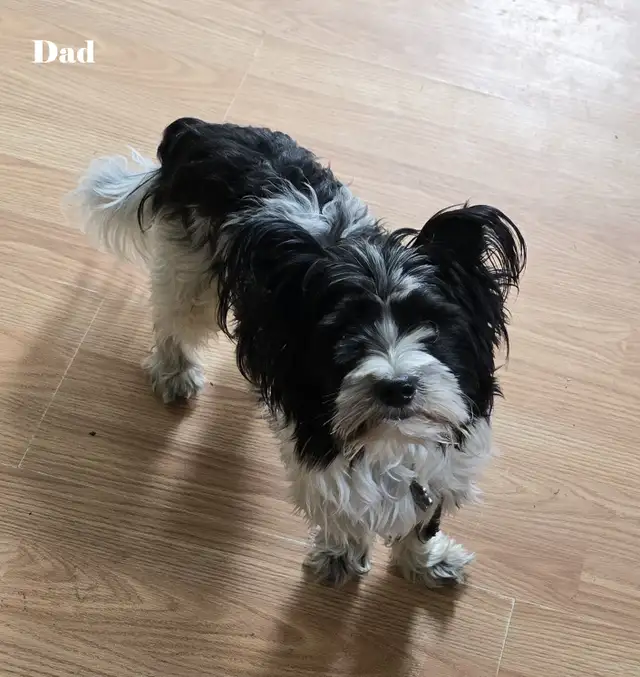 Beautiful Biewer Terrier pups - Photo 8