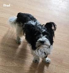 Beautiful Biewer Terrier pups - Photo 8
