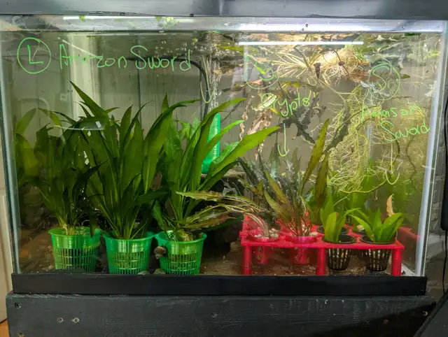 Fish, Aquatic Plants, and Snails for Sale