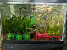 Fish, Aquatic Plants, and Snails for Sale
