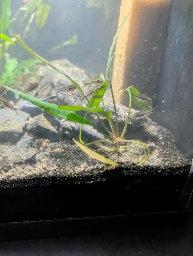 Fish, Aquatic Plants, and Snails for Sale - Photo 2