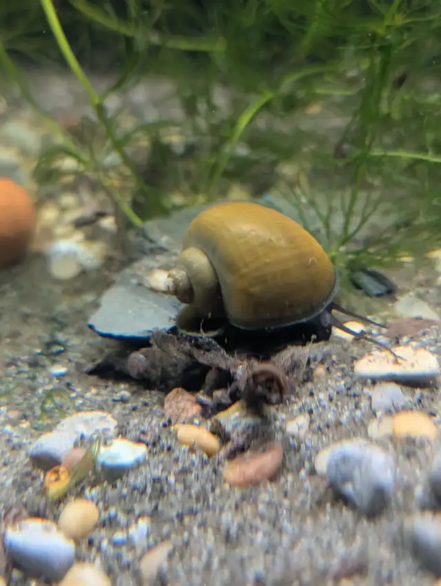 Fish, Aquatic Plants, and Snails for Sale - Photo 3