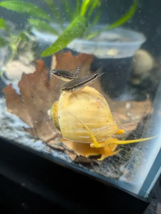 Fish, Aquatic Plants, and Snails for Sale - Photo 4