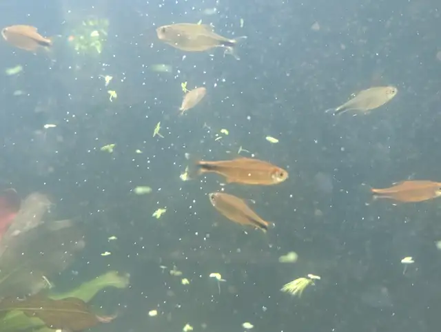 Fish, Aquatic Plants, and Snails for Sale - Photo 5
