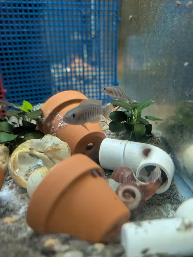 Fish, Aquatic Plants, and Snails for Sale - Photo 6