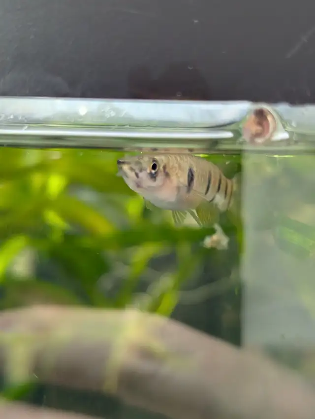 Fish, Aquatic Plants, and Snails for Sale - Photo 8