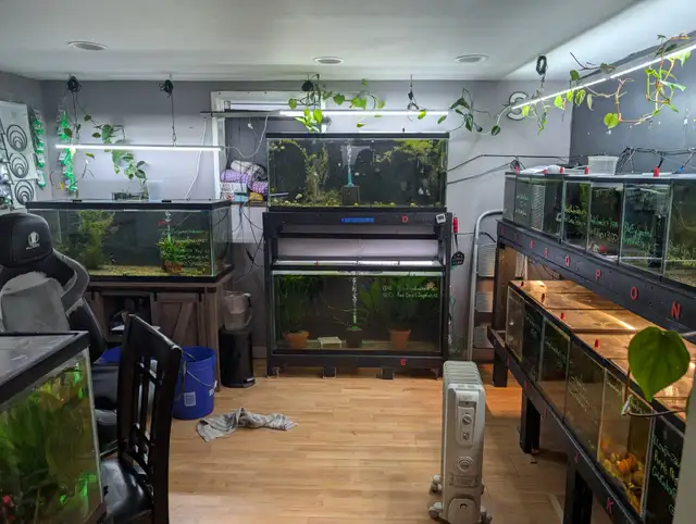 Fish, Aquatic Plants, and Snails for Sale - Photo 9