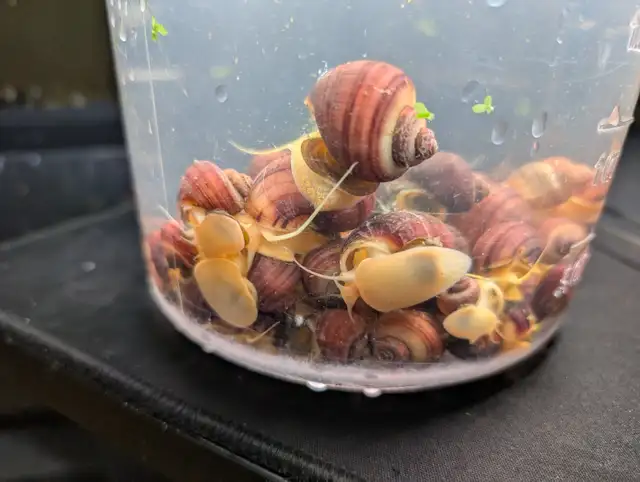 Fish, Aquatic Plants, and Snails for Sale - Photo 10