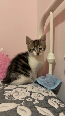 chaton femelle deux mois