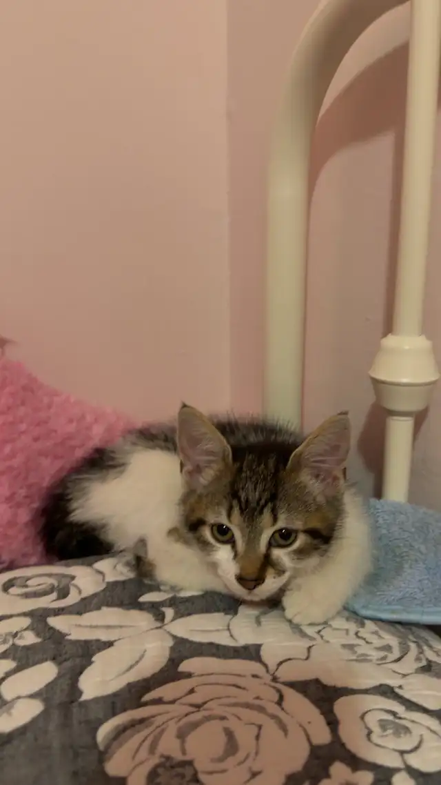 chaton femelle deux mois - Photo 2
