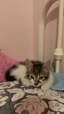 chaton femelle deux mois - Photo 2