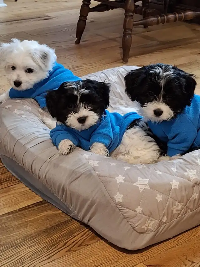 Morkie x Lhassa Apso