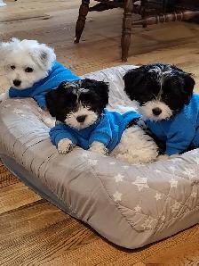 Morkie x Lhassa Apso