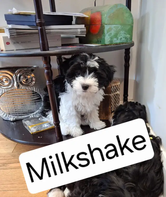 Morkie x Lhassa Apso - Photo 2