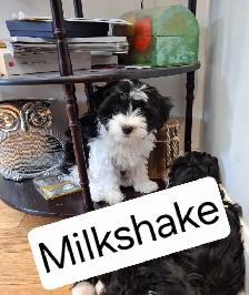 Morkie x Lhassa Apso - Photo 2