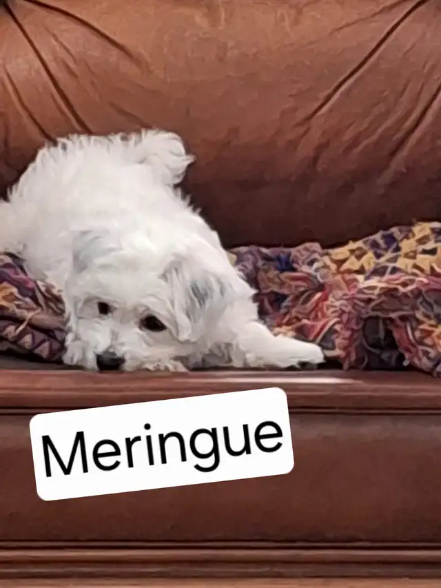 Morkie x Lhassa Apso - Photo 3