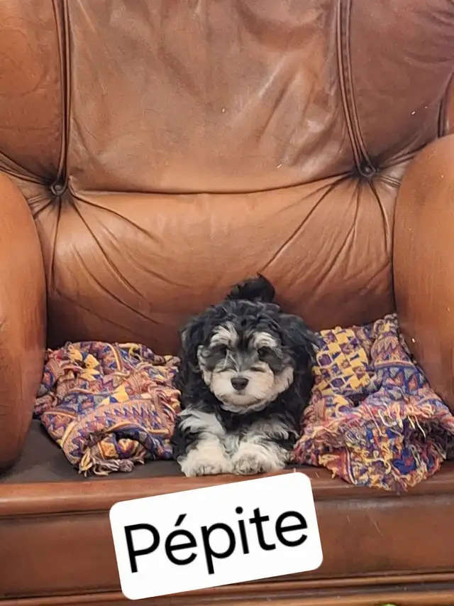 Morkie x Lhassa Apso - Photo 4