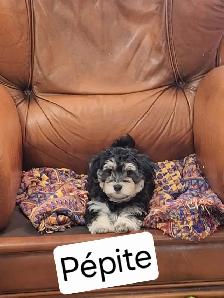 Morkie x Lhassa Apso - Photo 4