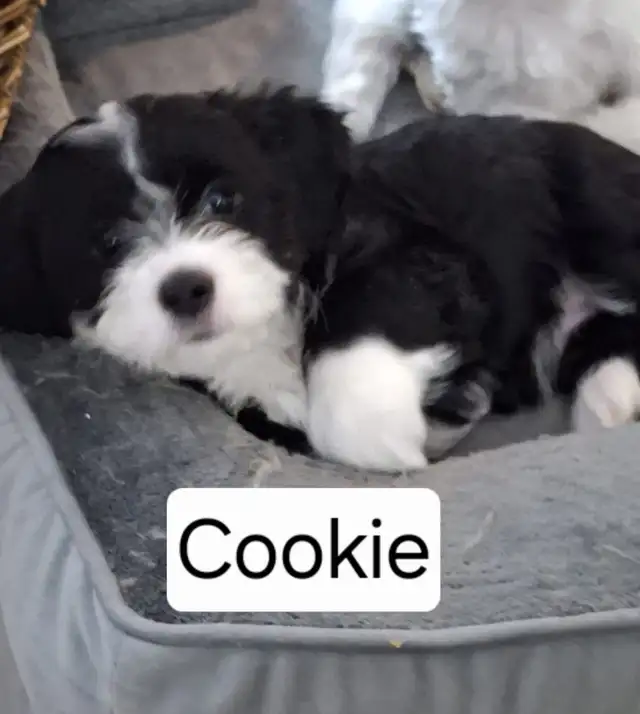 Morkie x Lhassa Apso - Photo 5