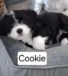 Morkie x Lhassa Apso - Photo 5